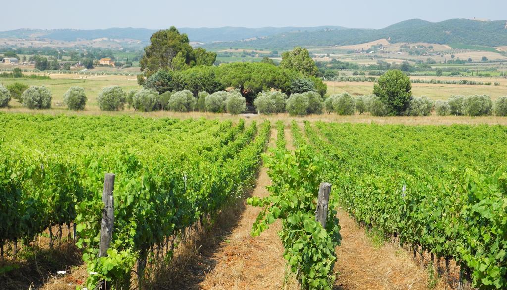 Podere Oslavia Az.Agr.Bio Giannini Alberese Dış mekan fotoğraf