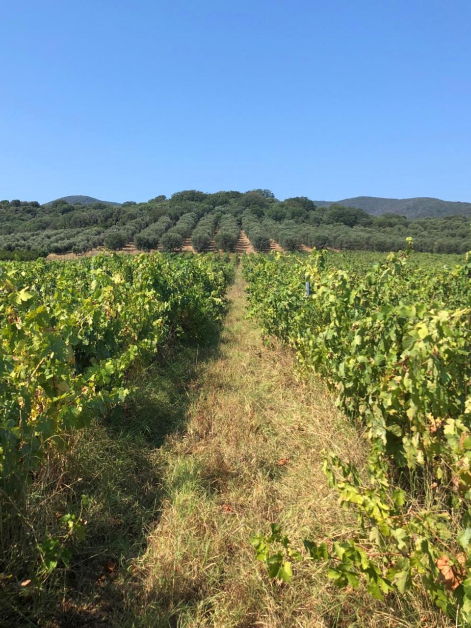 Podere Oslavia Az.Agr.Bio Giannini Alberese Dış mekan fotoğraf